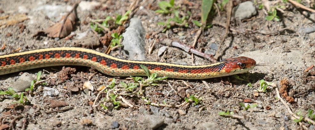 California Red-sided Garder Snake