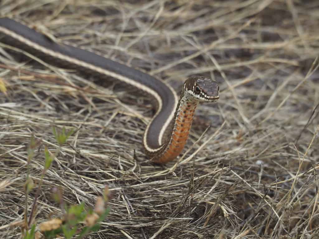 California Striped Racer Snake on the move