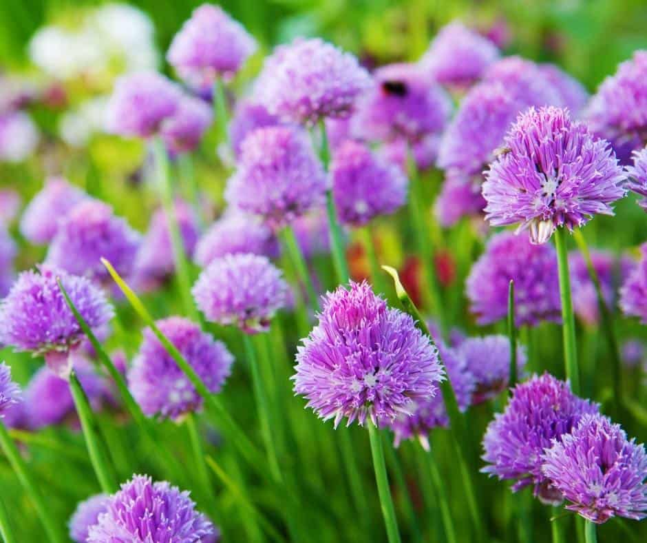 Chives is one of the best herbs to grow in Southern California