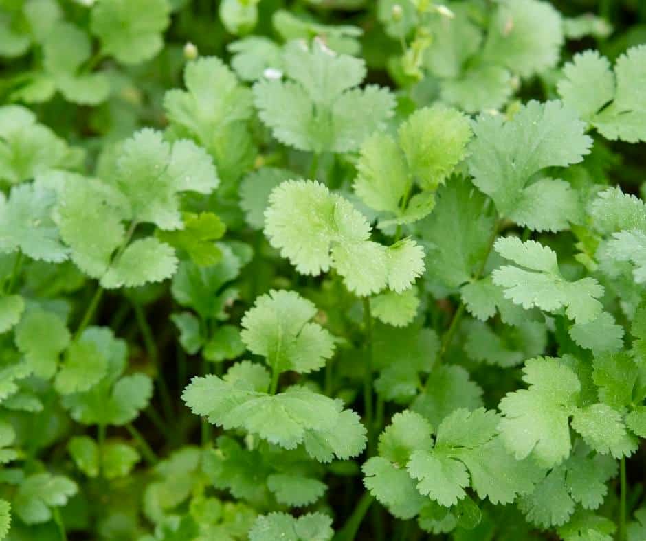 Cilantro is an easy herb to grow in Southern California