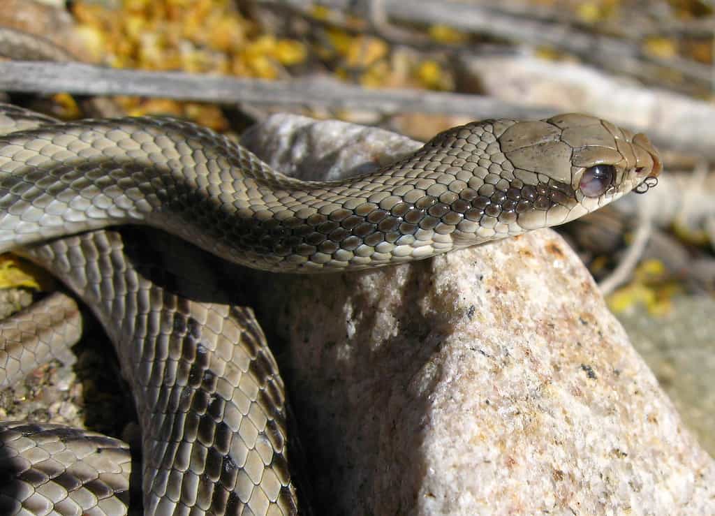 Desert Patch Nosed Snake