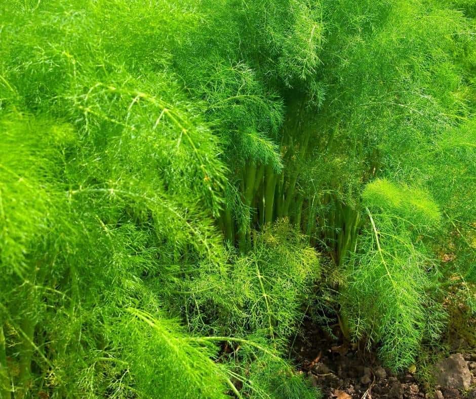 Fennel is a good herb to plant in Southern California