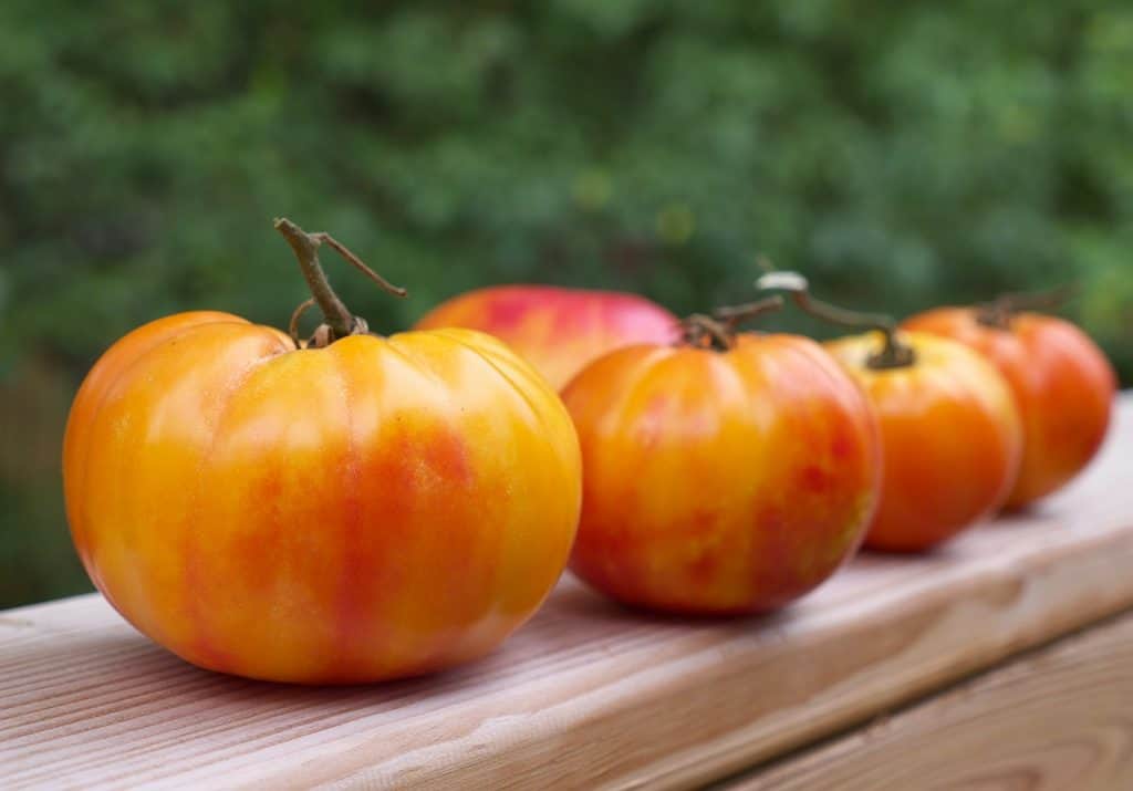 Gold Medal Tomatoes