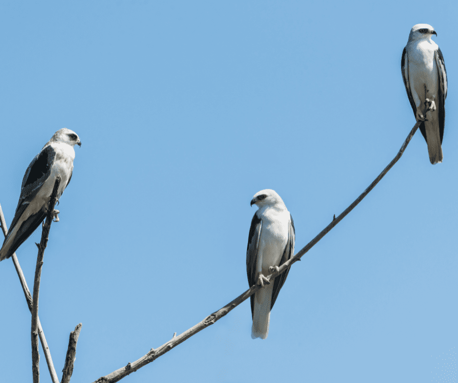 Group of White-tailed Kites