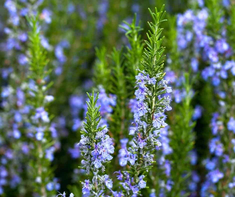 Rosemary grows easily in Southern California
