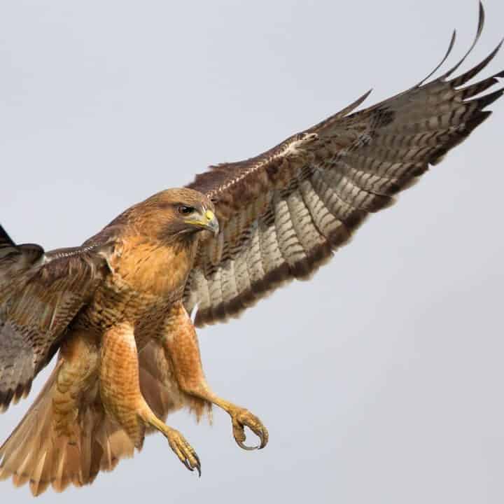 8 Great Hawks in Southern California + Pics & Tips on How to Identify Them