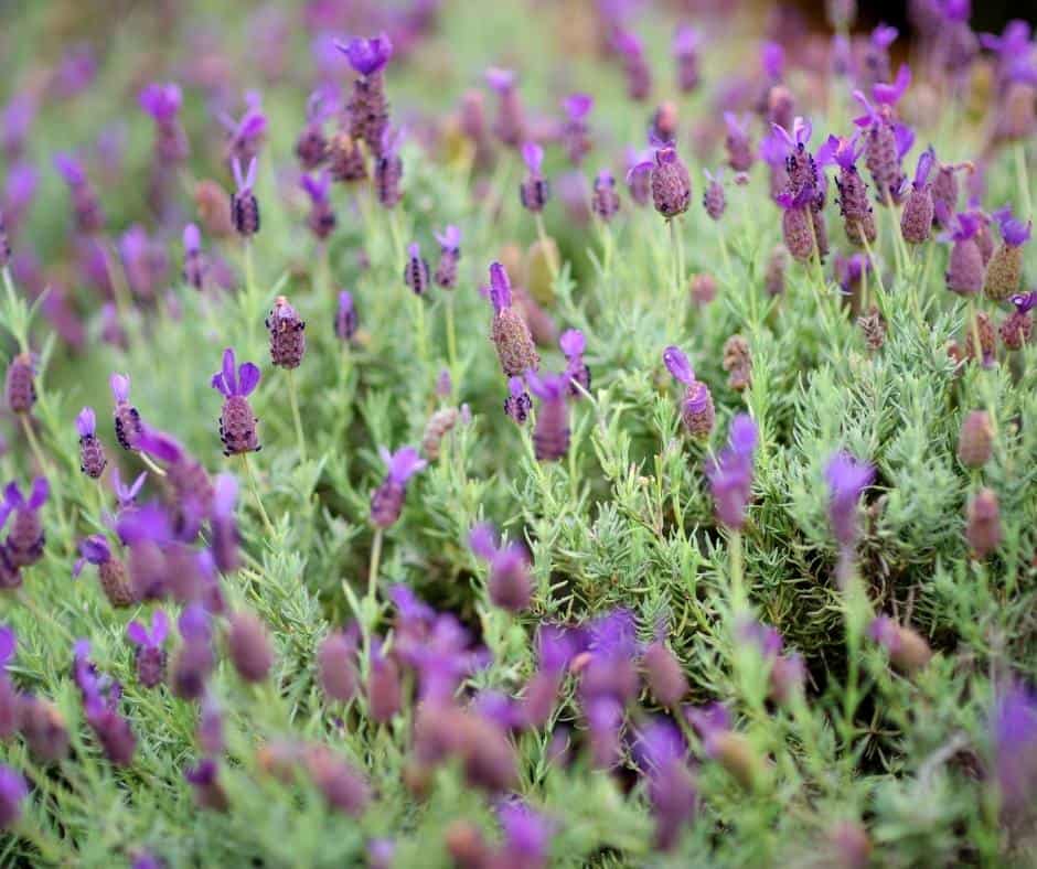 Lavender is one of the best herbs to grow in Southern California