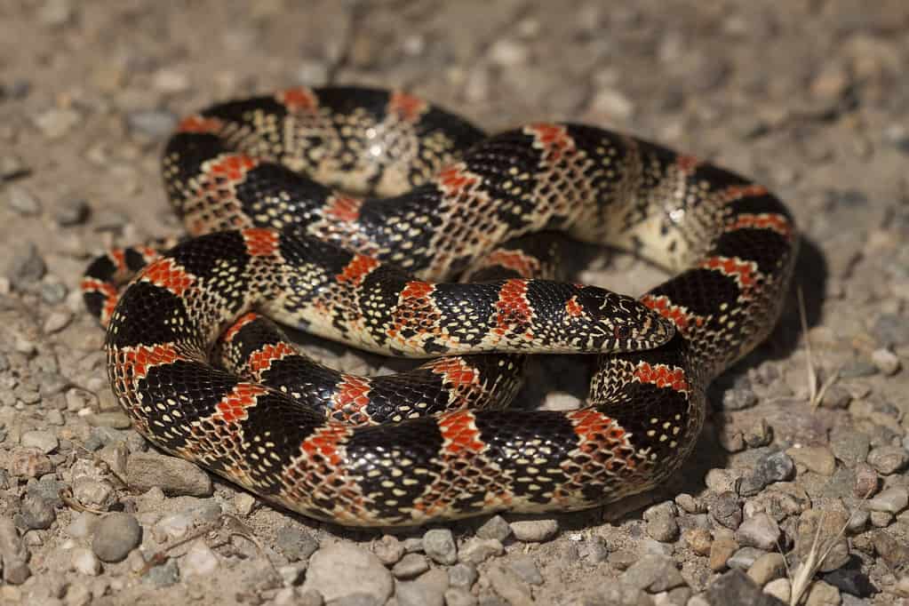 Long-nosed snake