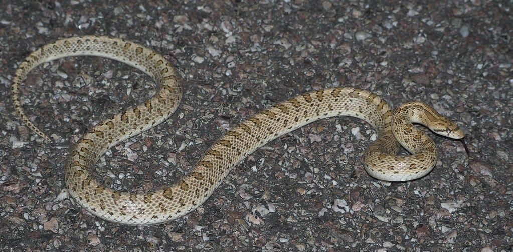 Mojave Glossy Snake