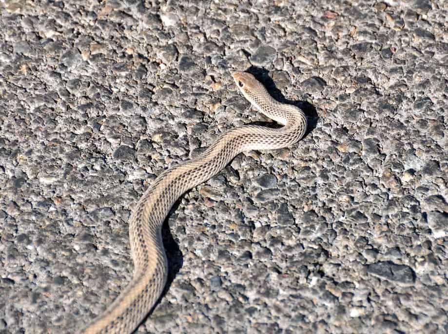 Mojave Parch Nosed Snake