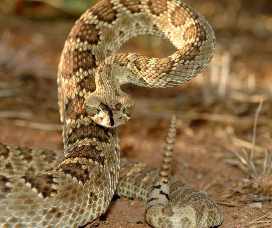 Mojave Rattlesnake