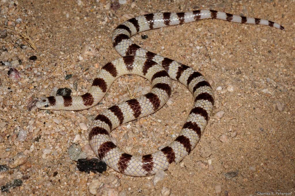 Mojave Shovel Nosed Snake