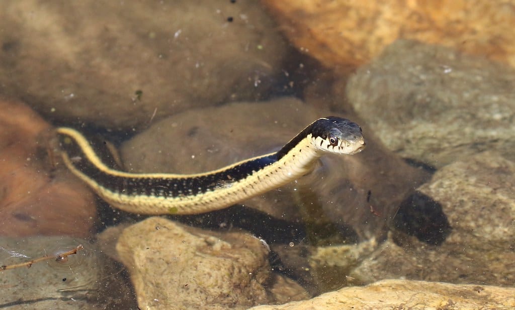 Mountain Garter Snake in the Water