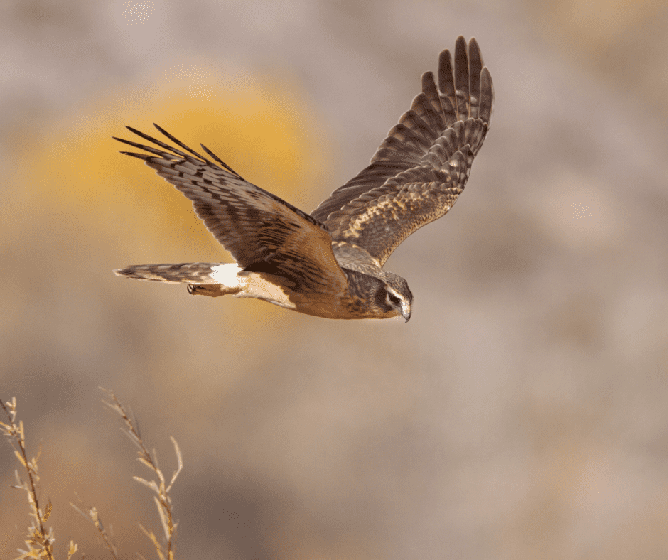 V-shaped wings and white rump patch of Northern Harrier in flight