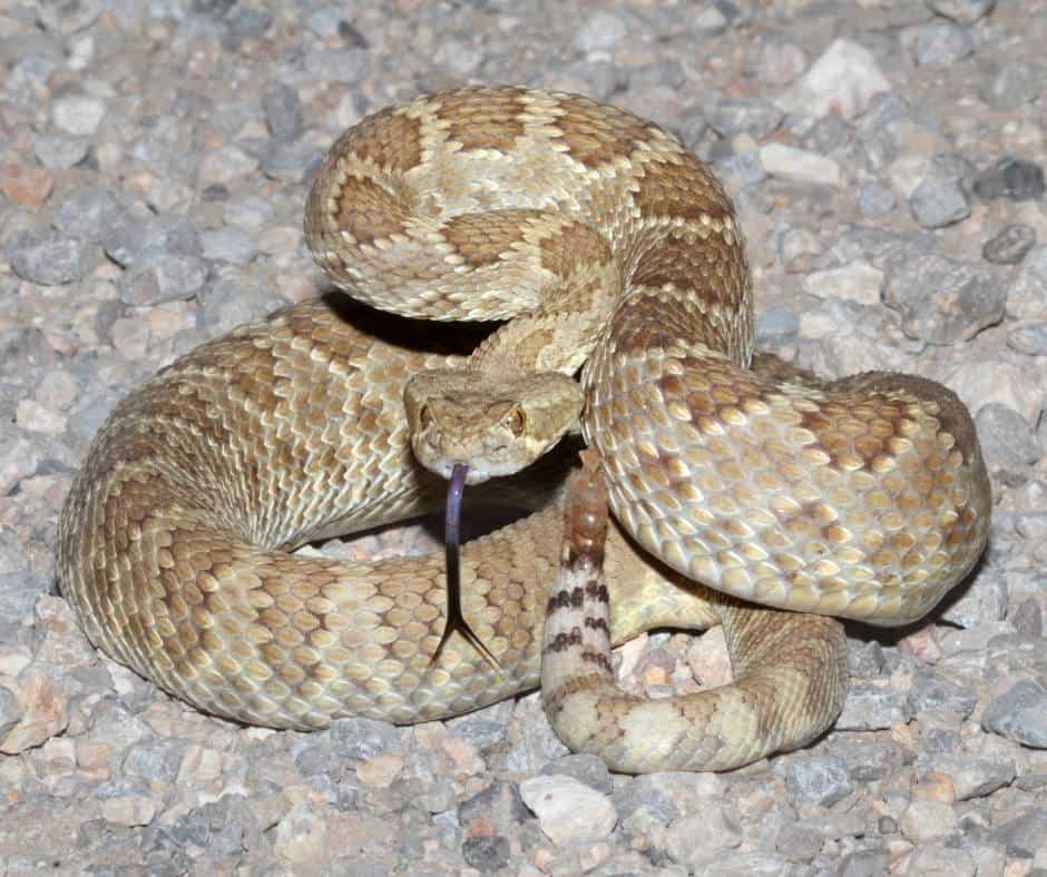 Northern Mojave Rattlesnake is a poisonous snake in California