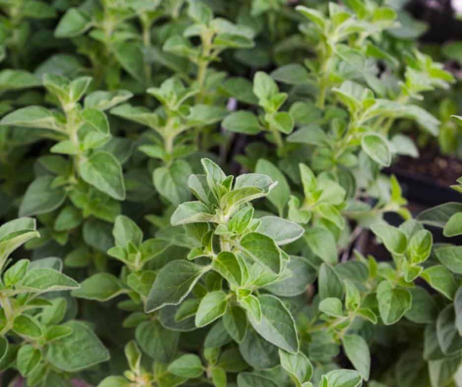 Oregano is one of the best herbs to grow in Southern California