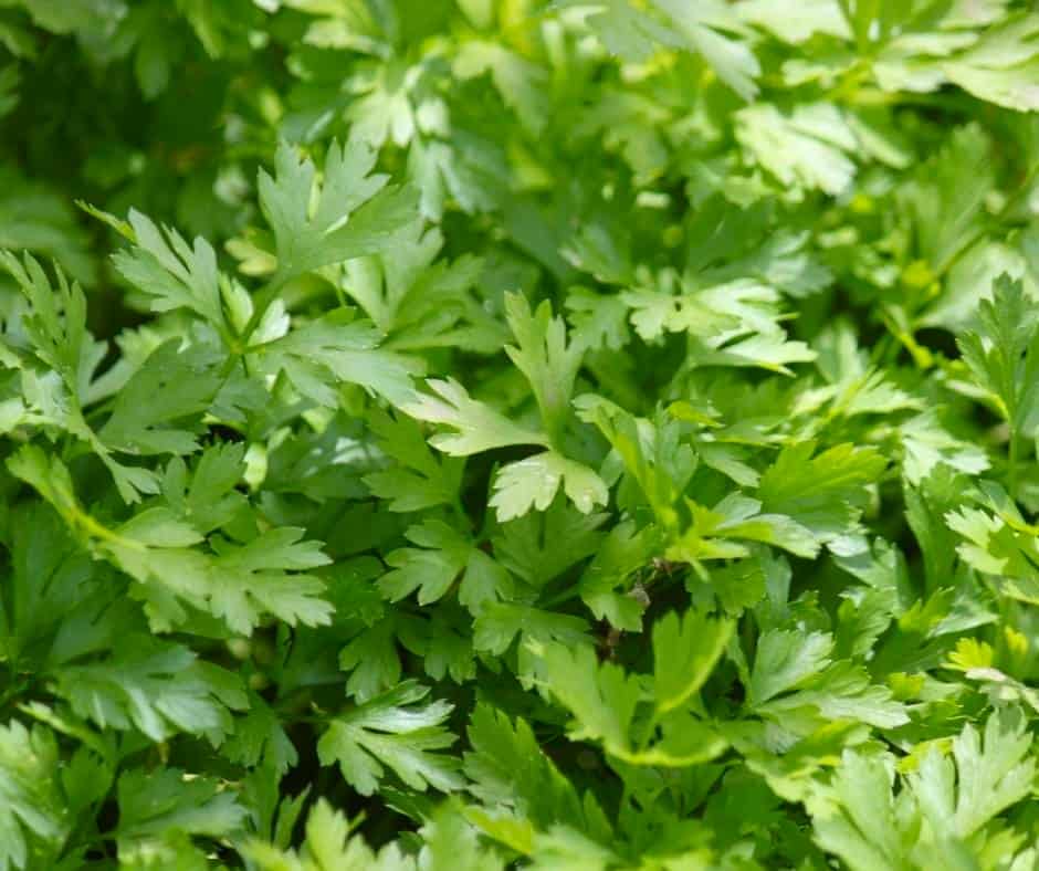 Parsley is a common herb