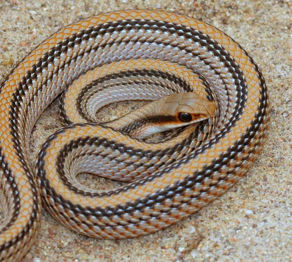 Patch Nosed Snake