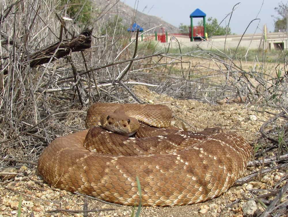 Red Diamond Rattlesnake Near Playground in Palm Desert