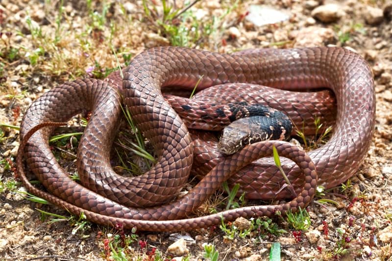 Red Racer Snake in Southern California