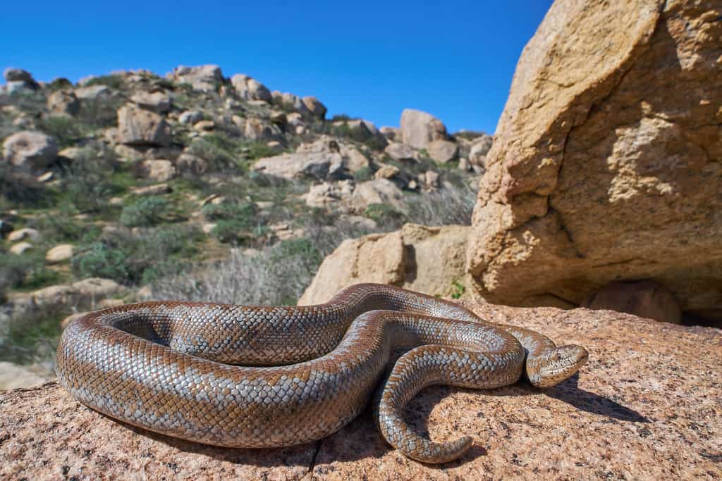 Rosy boa is a snake in Southern California