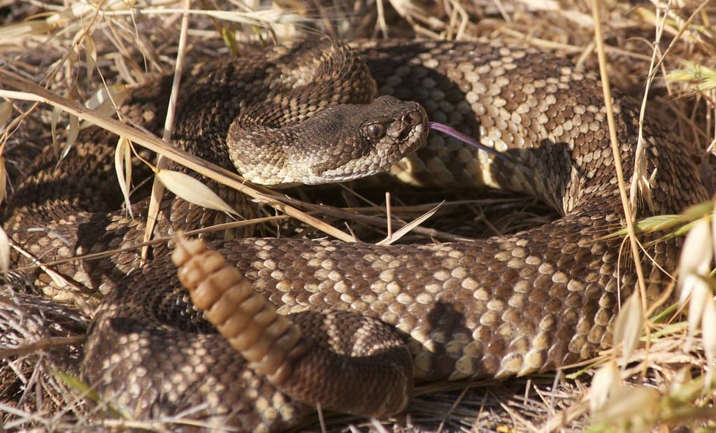 The Southern Pacific Rattlesnake is the most common rattlesnake in Southern California
