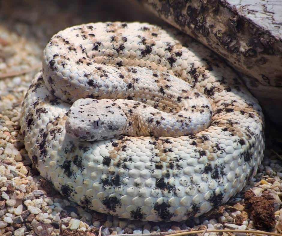 Light-colored Southwestern Speckled Rattlesnake