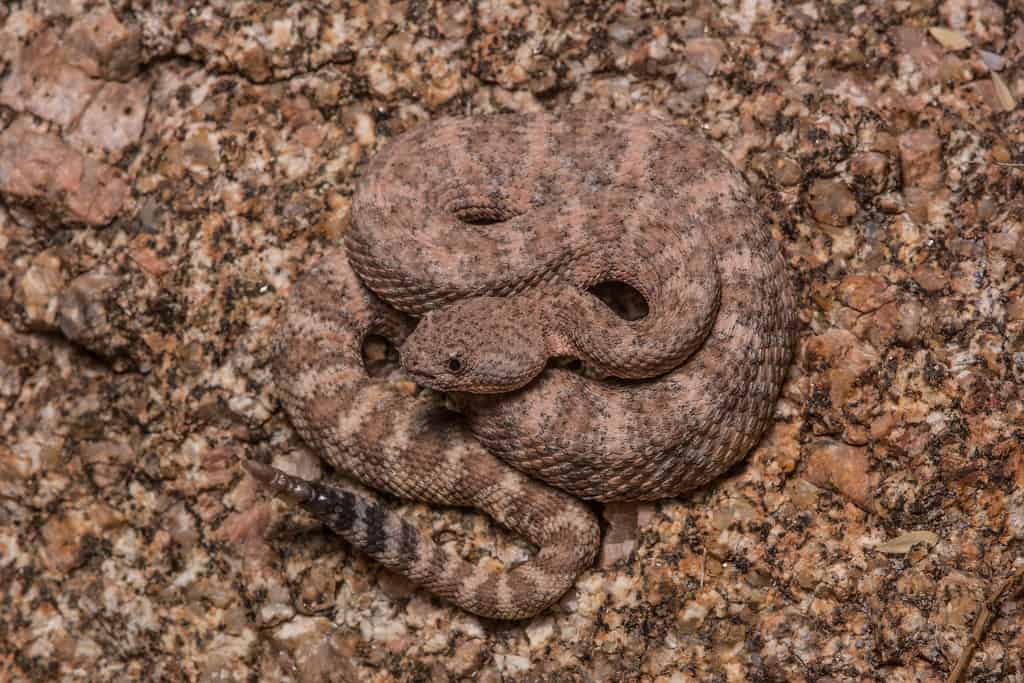 Southwestern Speckled Rattlesnake camouflaged