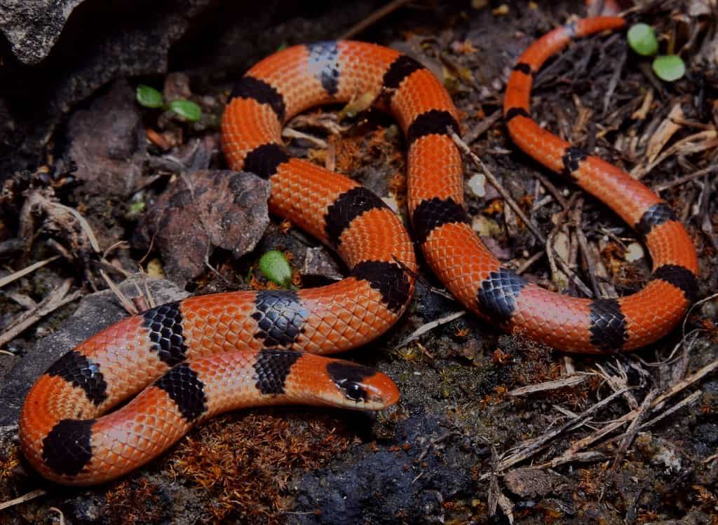 red and black morph variable ground snake