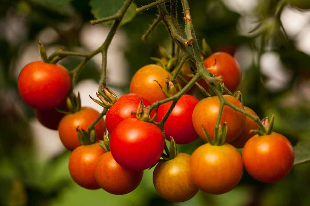 Sweet 100s are some of the best tomatoes to grow in Southern California