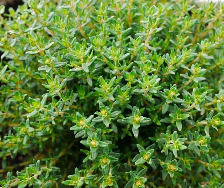 Thyme is a great herb to grow in Southern California