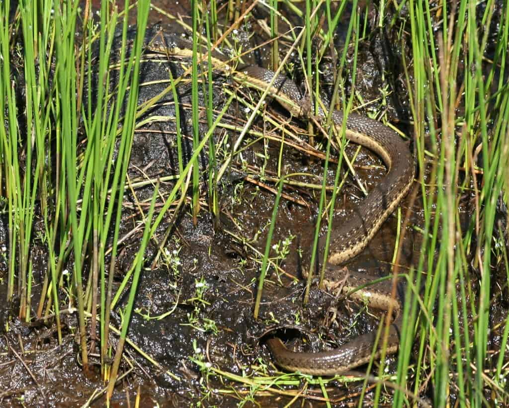 Two Striped Garter Snakes are aquatic snakes in Southern California