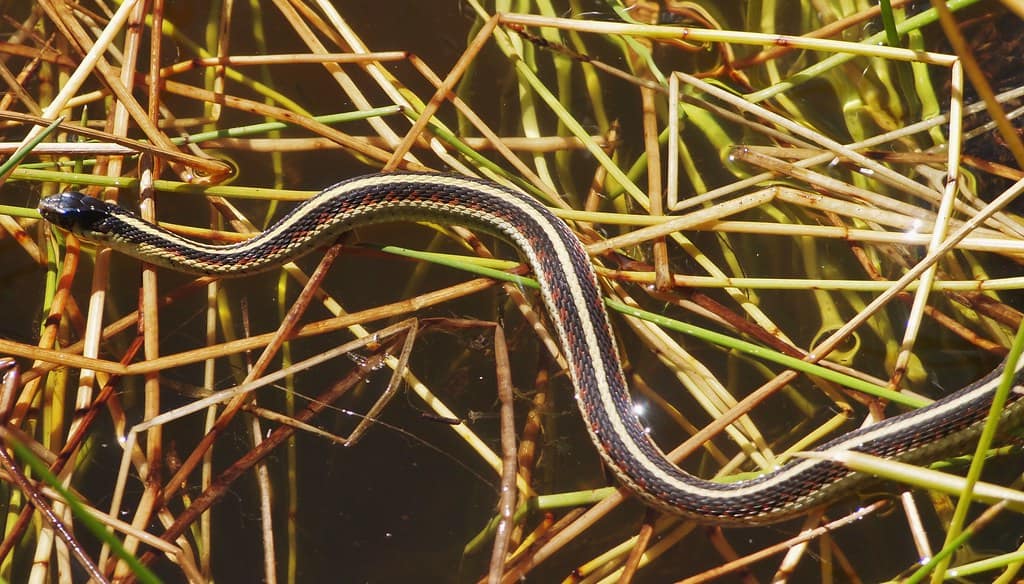 Vallley Garter Snake