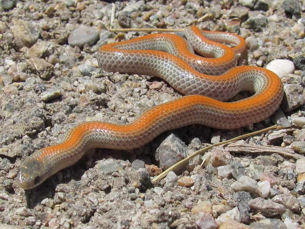 Variable ground snake