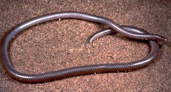 Western Threadsnake lives in Southern California