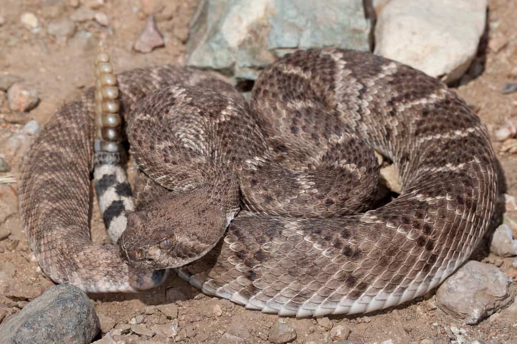 The Western Diamondback is one of the venomous snakes in California
