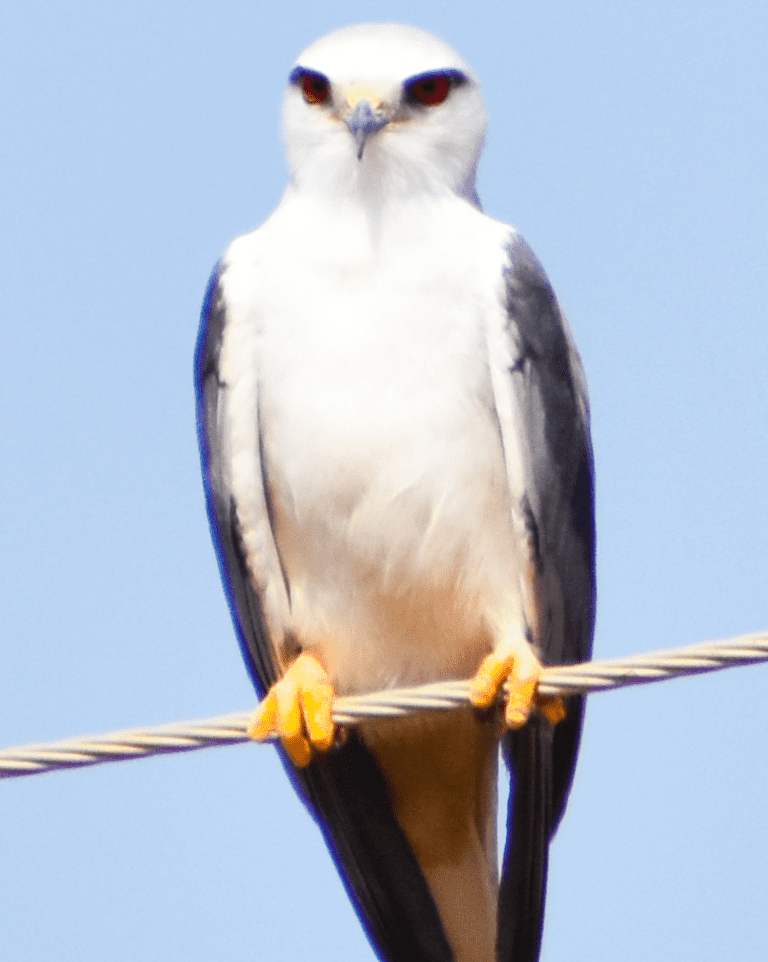 White-tailed Kites are hawks in Southern California