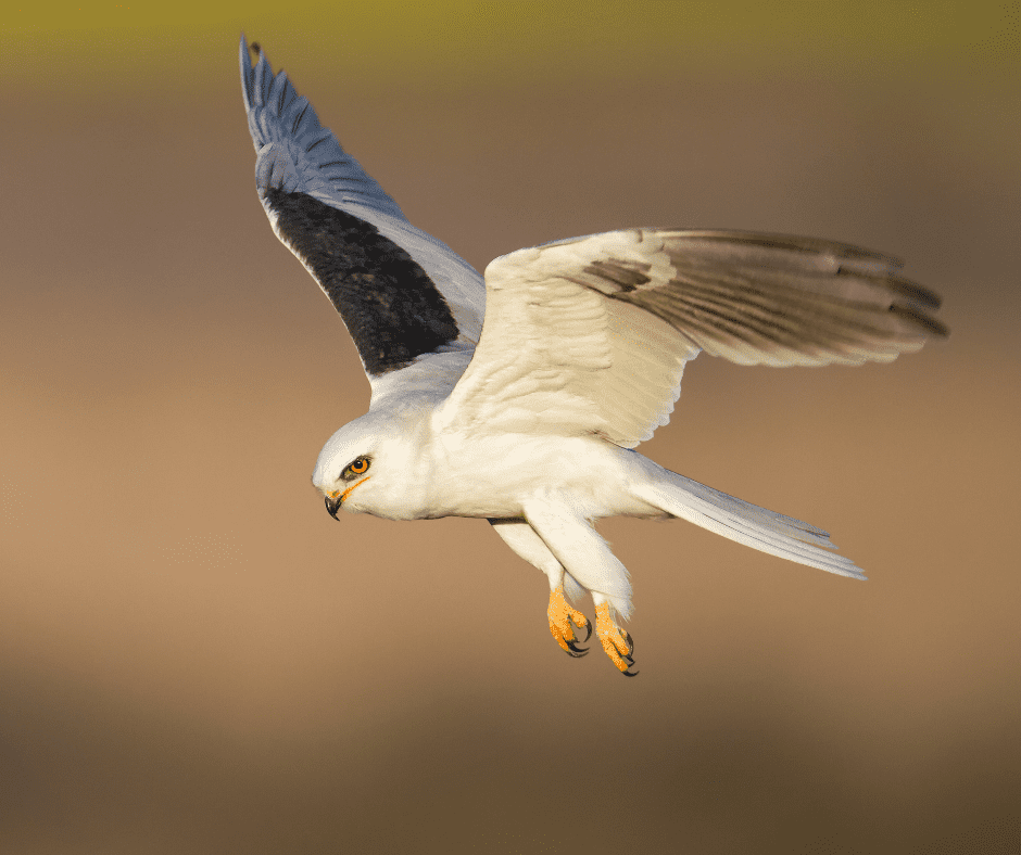 White Tailed Kite in flight