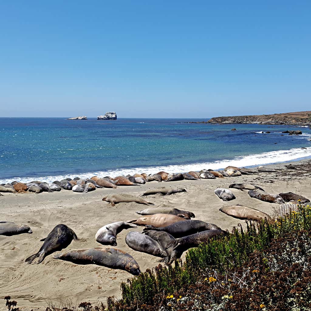 See elephant seals and otters in San Simeon