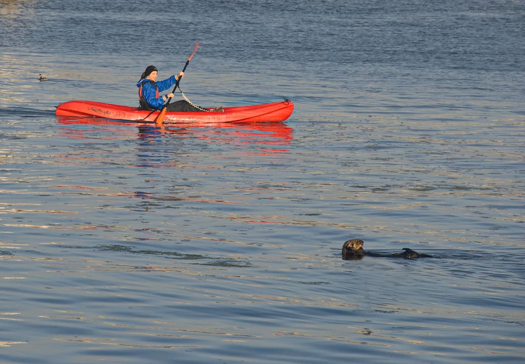 Elkhorn Slough kayaker and a sea otter