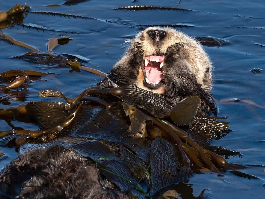 Monterey Bay Sea Otter