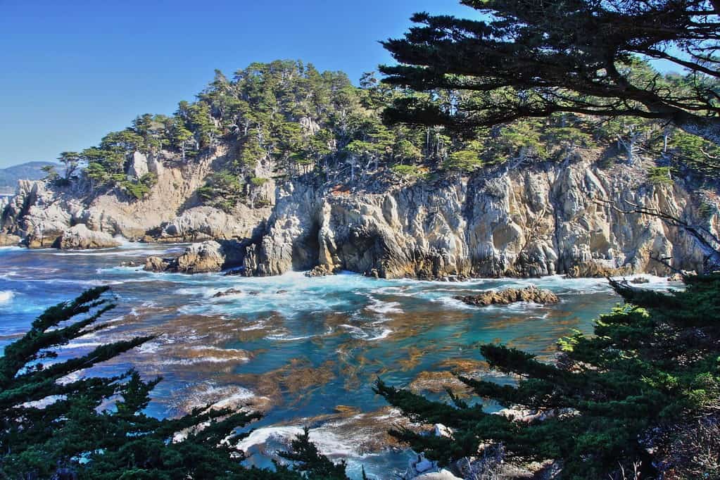 Look for Sea Otters at Point Lobos 