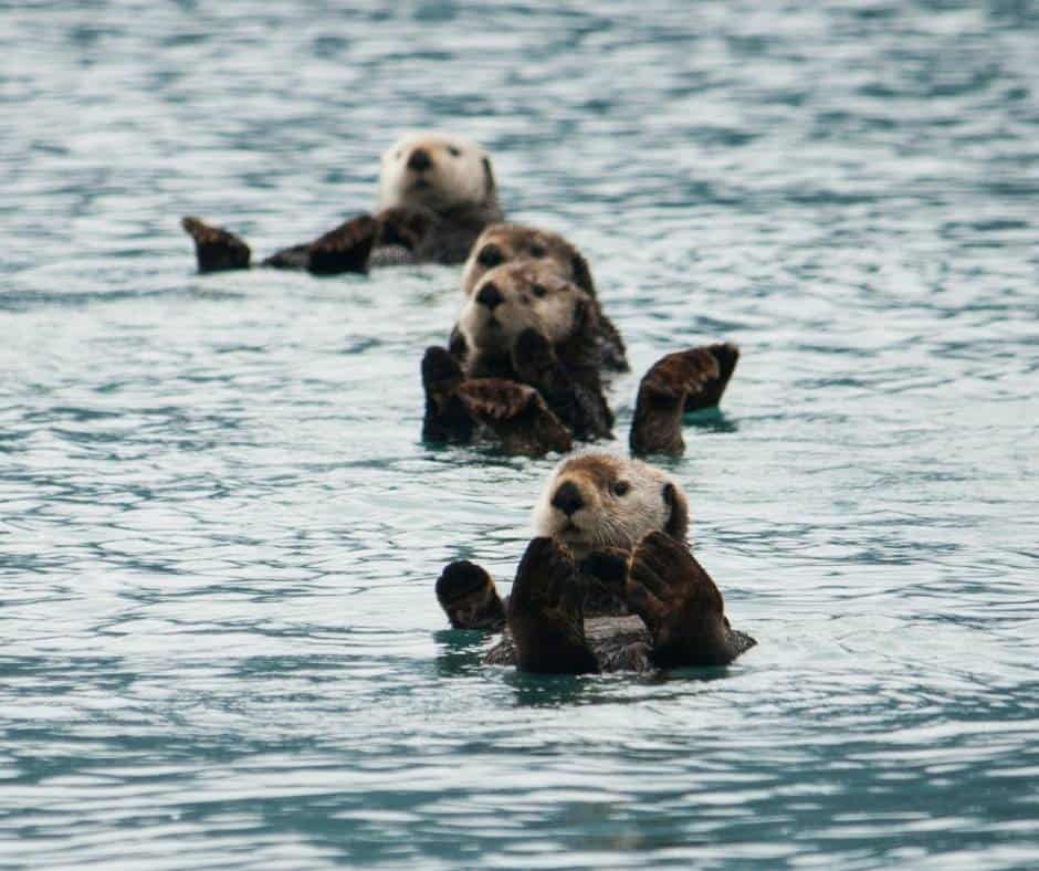 A group of sea otters is called a raft