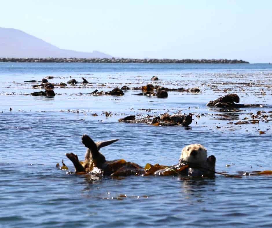 Sea ottter by Morro Rock