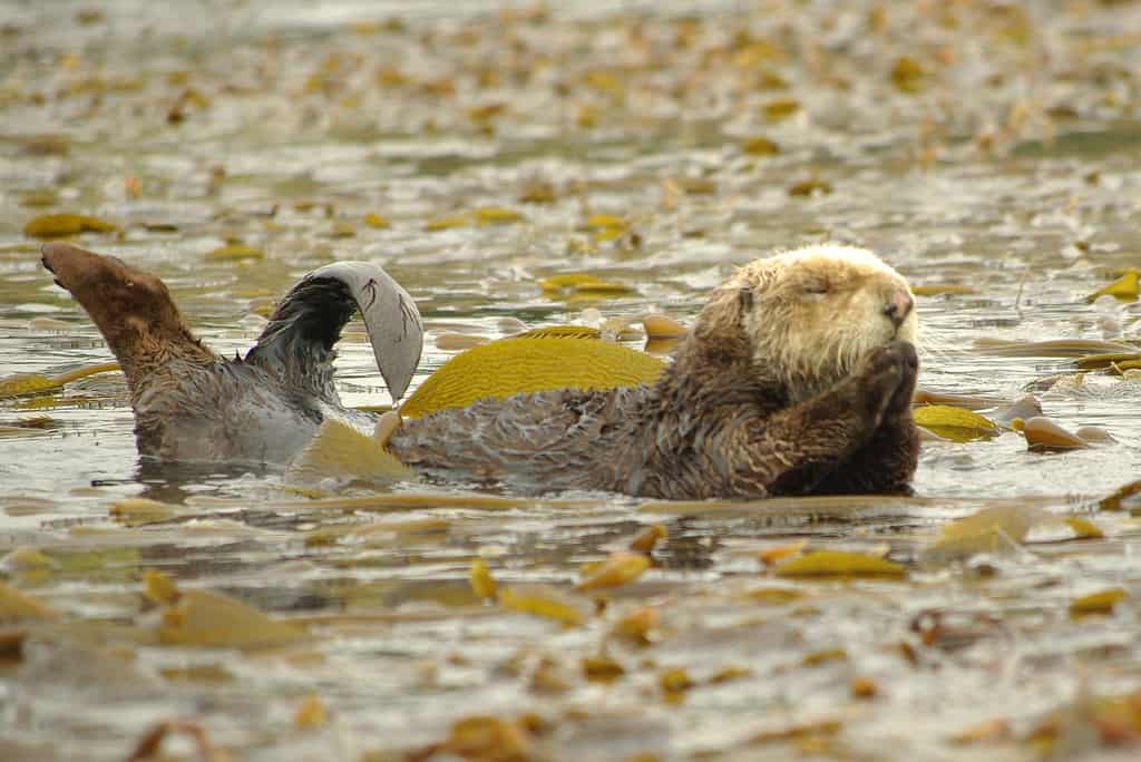 Sea Otter kelp bed