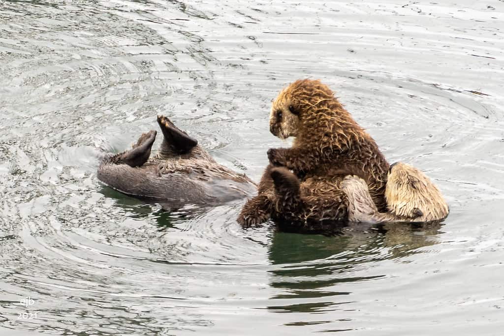 Sea Otter and Pup in Morro Bay