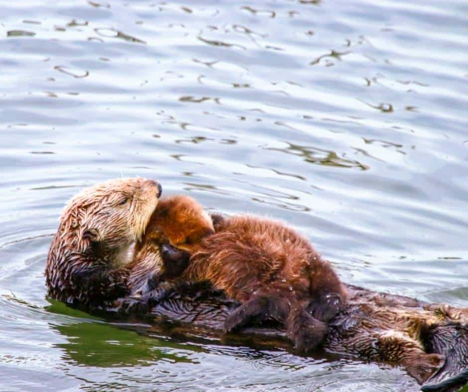 Sea otters live in California