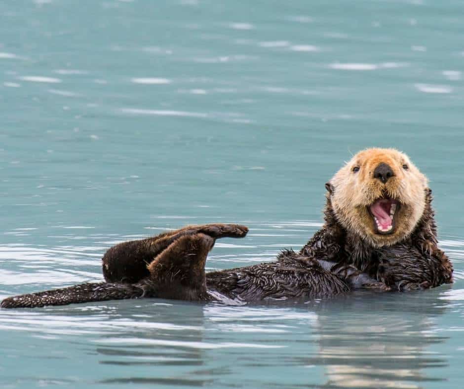 Sea Otters are a keystone species