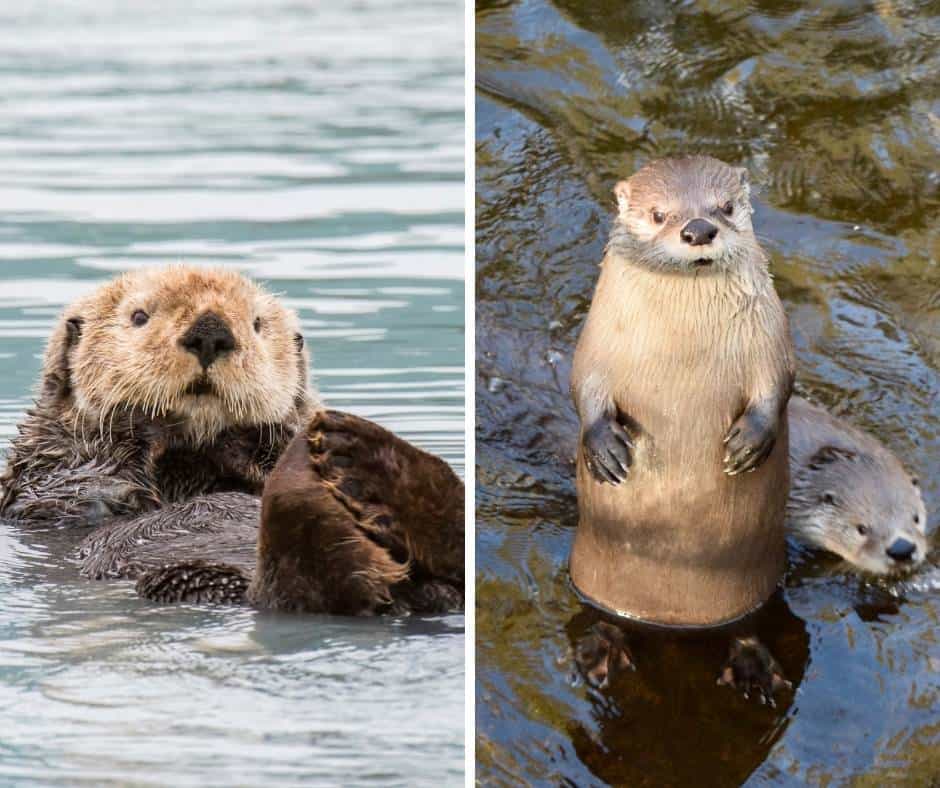 Sea otter vs river otter