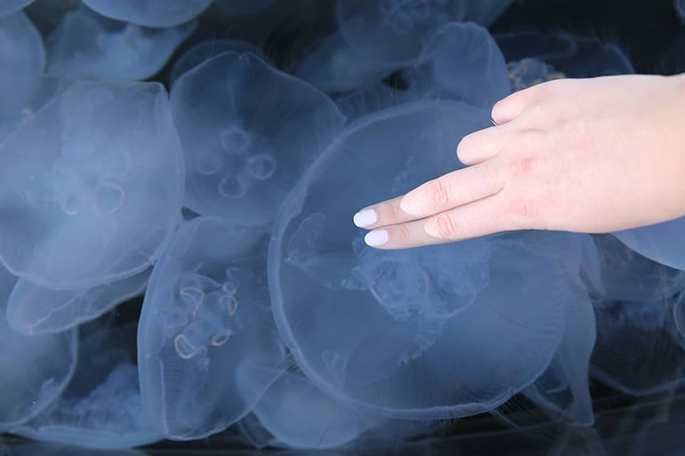 Moon Jellies at the Aquarium of the Pacific